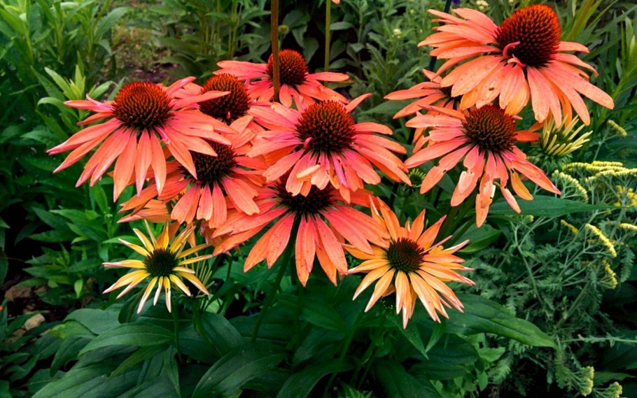 Эхинацея рудбекия пурпурная