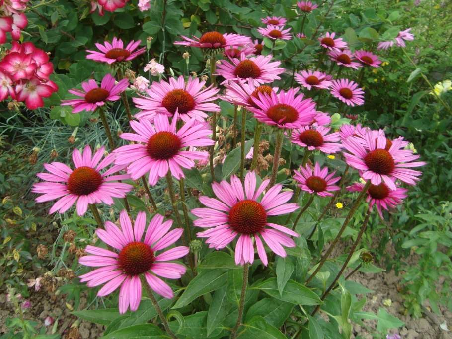 Эхинацея Магнус