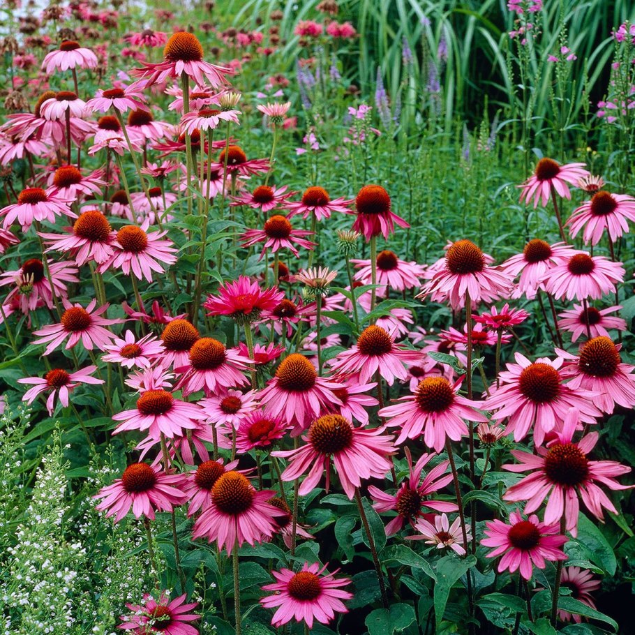 Эхинацея узколистная