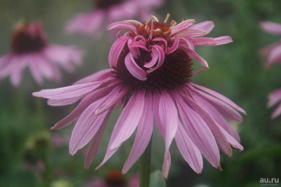 Эхинацея пурпурная красная