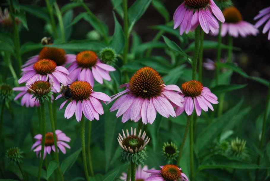 Эхинацея Знахарь