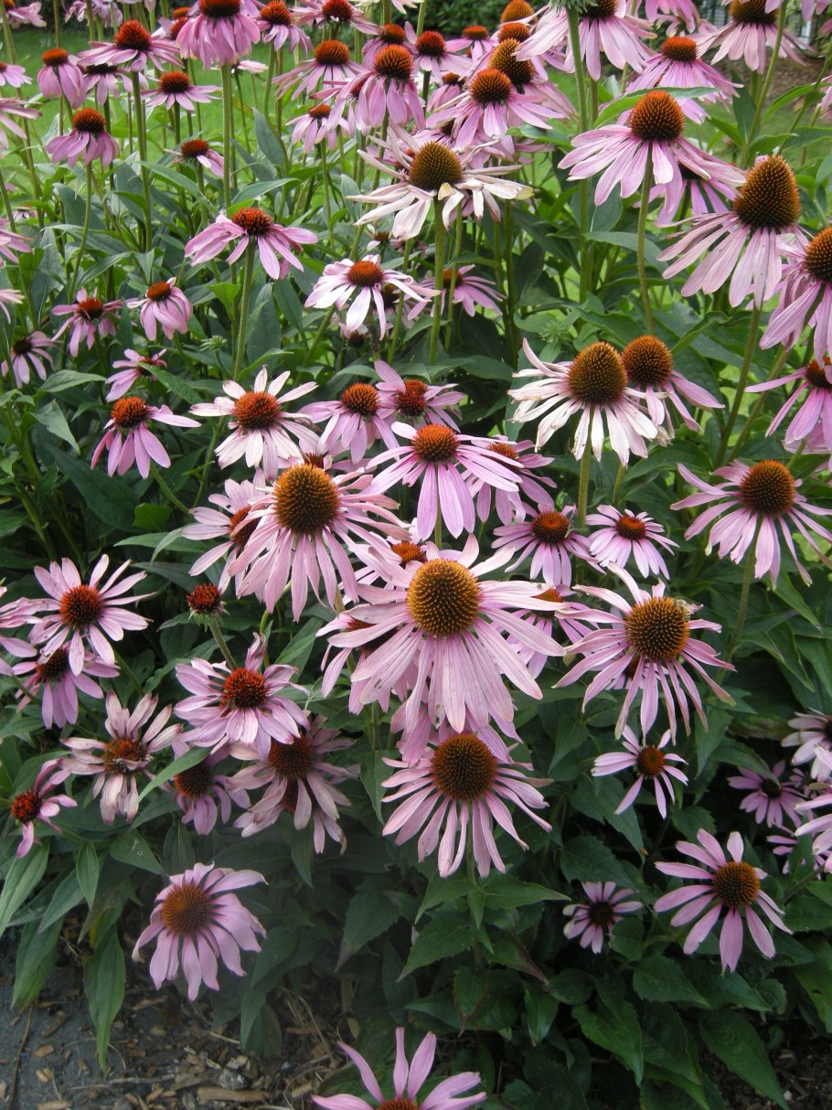 Эхинацея пурпурная 'Rubinstein'