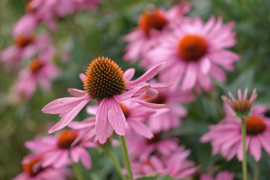 Эхинацея пурпурная – Echinacea purpurea Alba