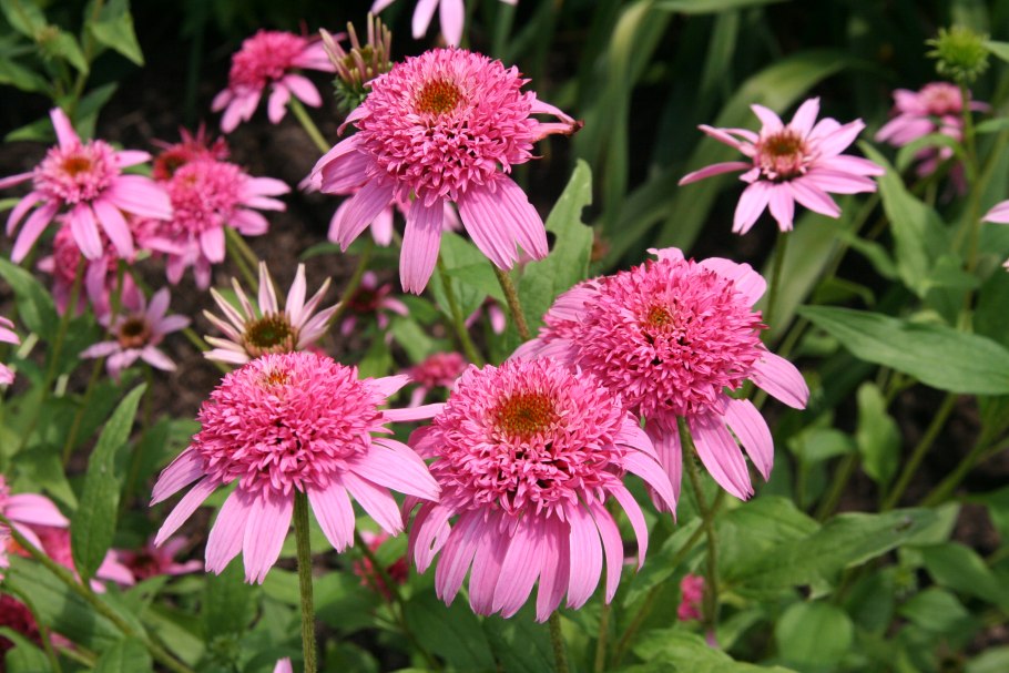 Эхинацея пурпурная Магнус