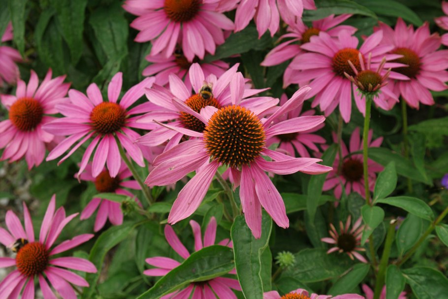 Эхинацея Паррот