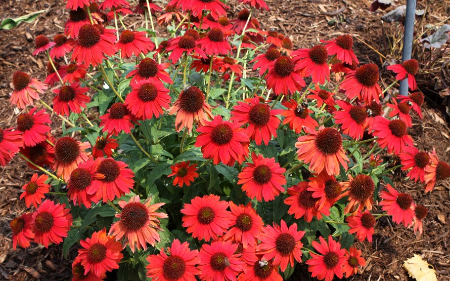 Эхинацея пурпурная lakote red