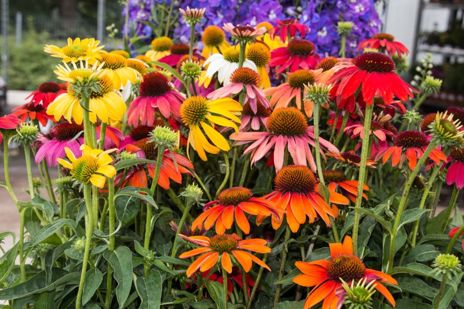 Эхинацея пурпурная (рудбекия пурпурная)