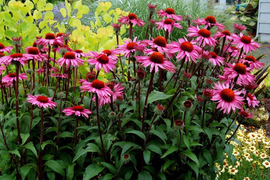 Эхинацея пурпурная (Echinacea purpurea)