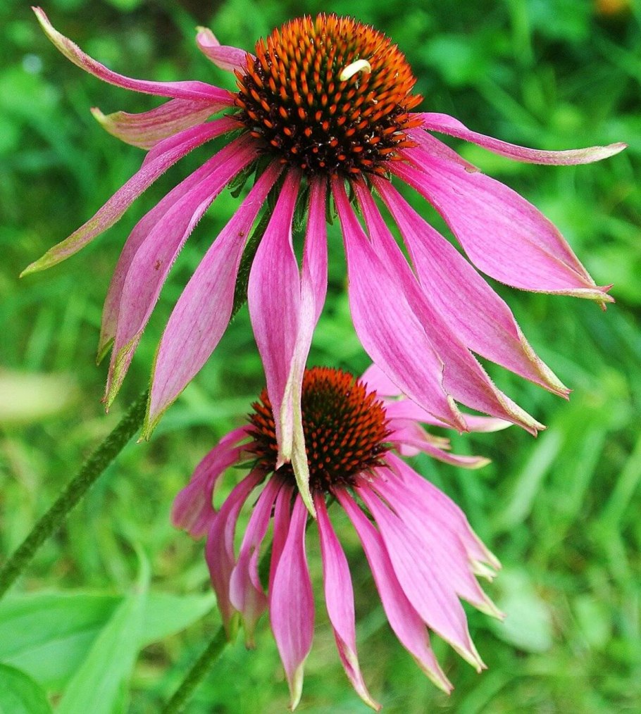 Эхинацея пурпурная (Echinacea purpurea)