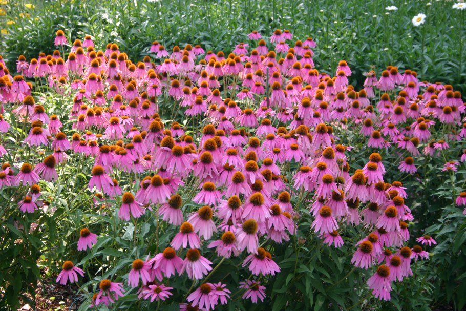 Эхинацея пурпурная (рудбекия пурпурная)