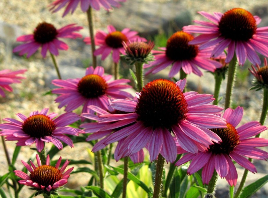 Эхинацея цветок