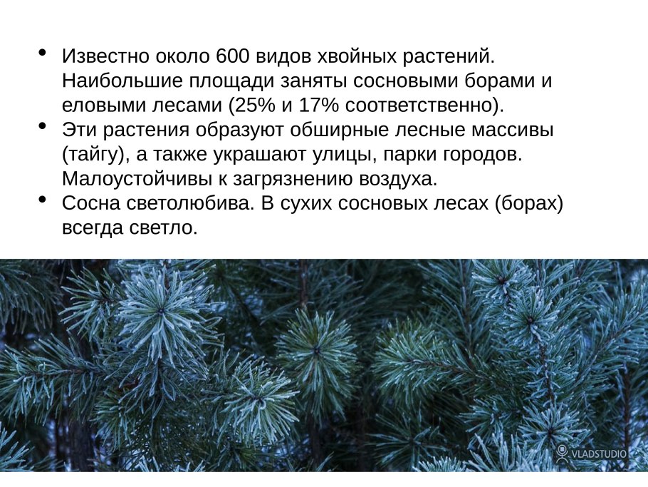 Голосеменные:ель сосна, лиственница