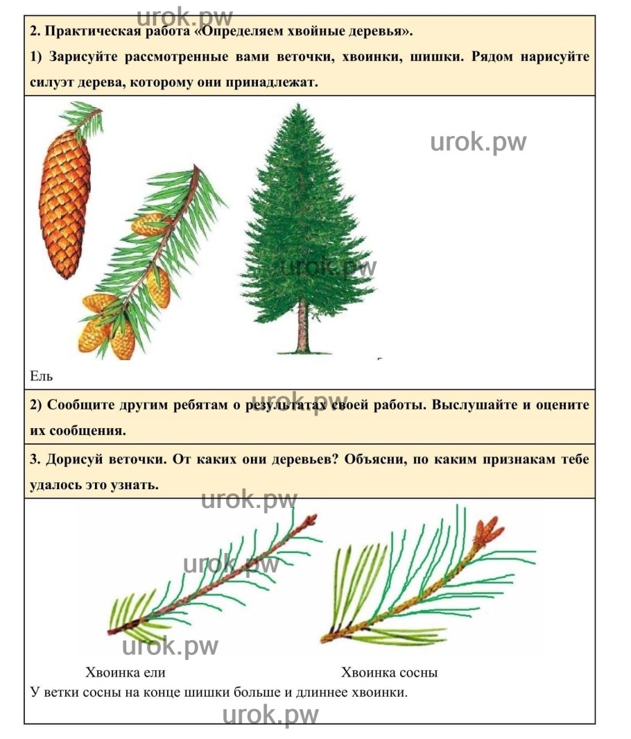 Хвойные деревья описание