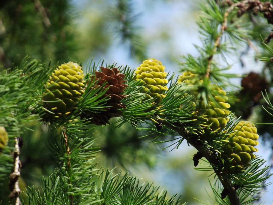 Pinus Sylvestris шишки