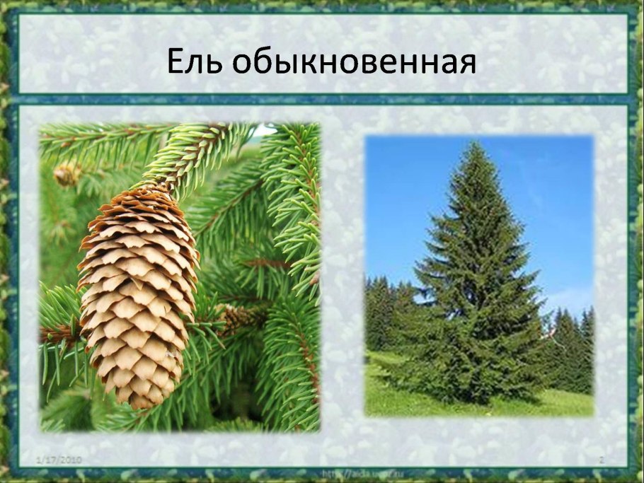 Лиственница тонкочешуйчатая