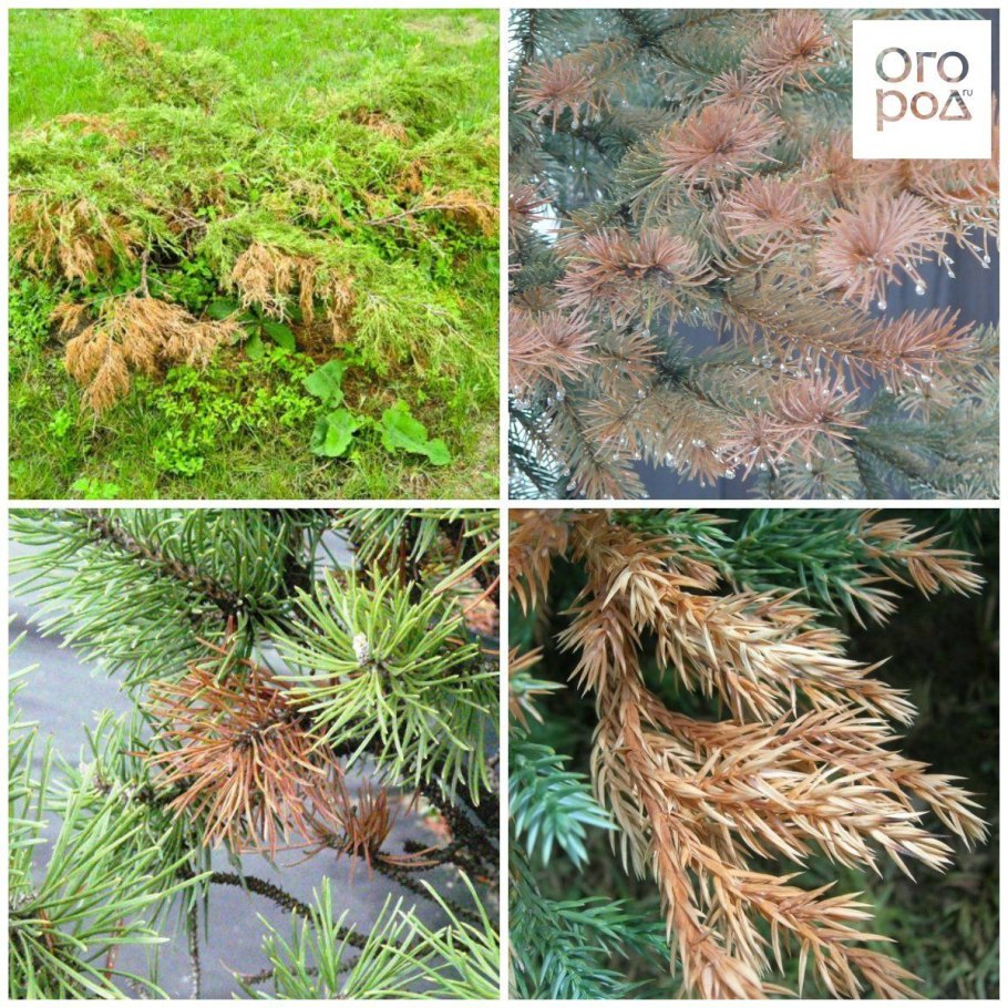 Обыкновенное Шютте сосны