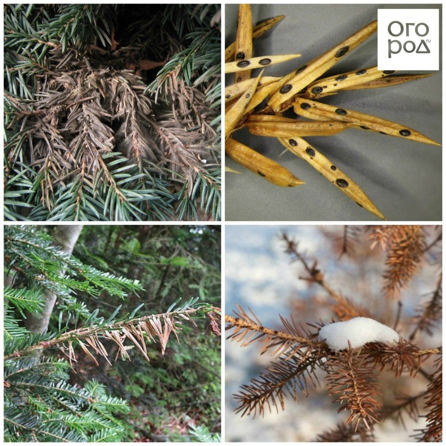 Снежное шютте можжевельника