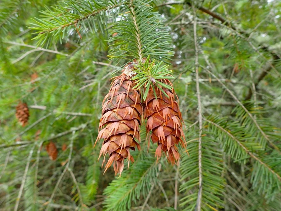 Ель, сосна, лиственница, кедр, пихта шишки
