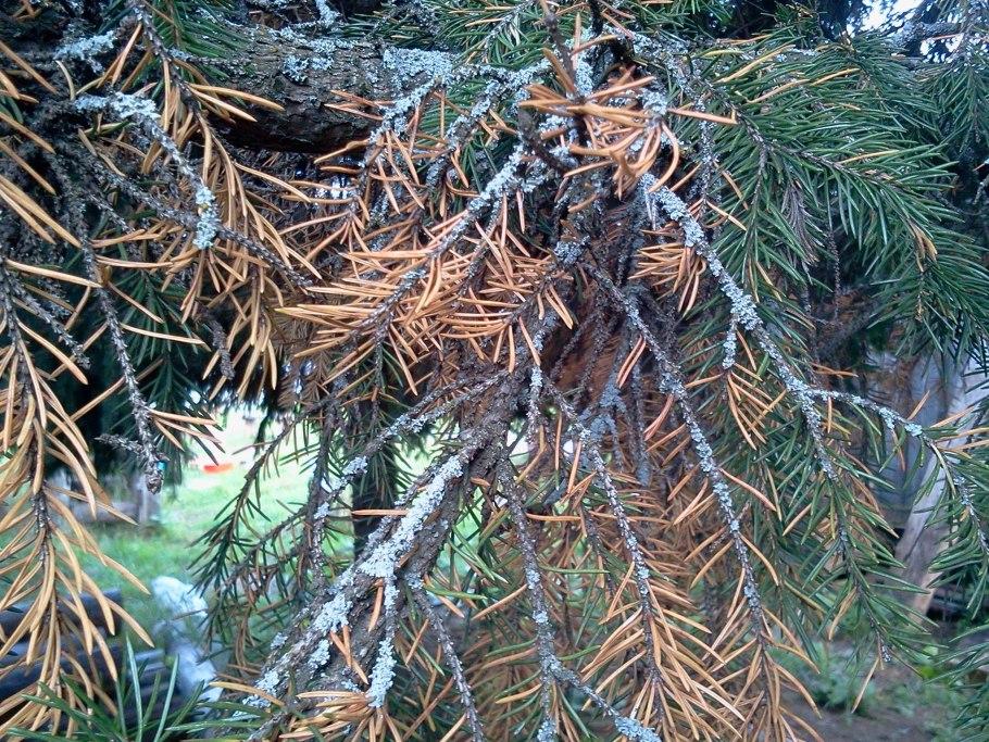 Корневая система сосны и ели