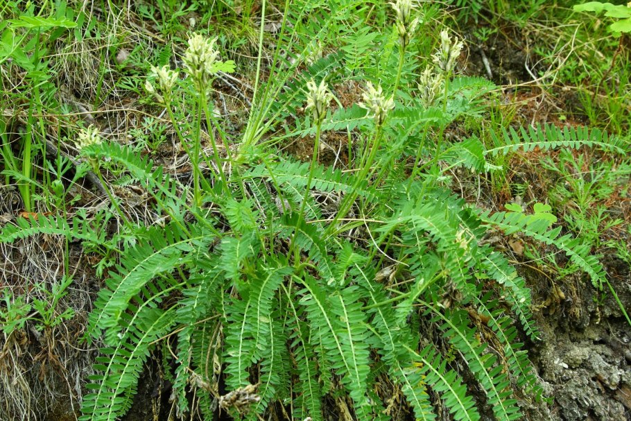 Папоротник (Щитовник пахучий