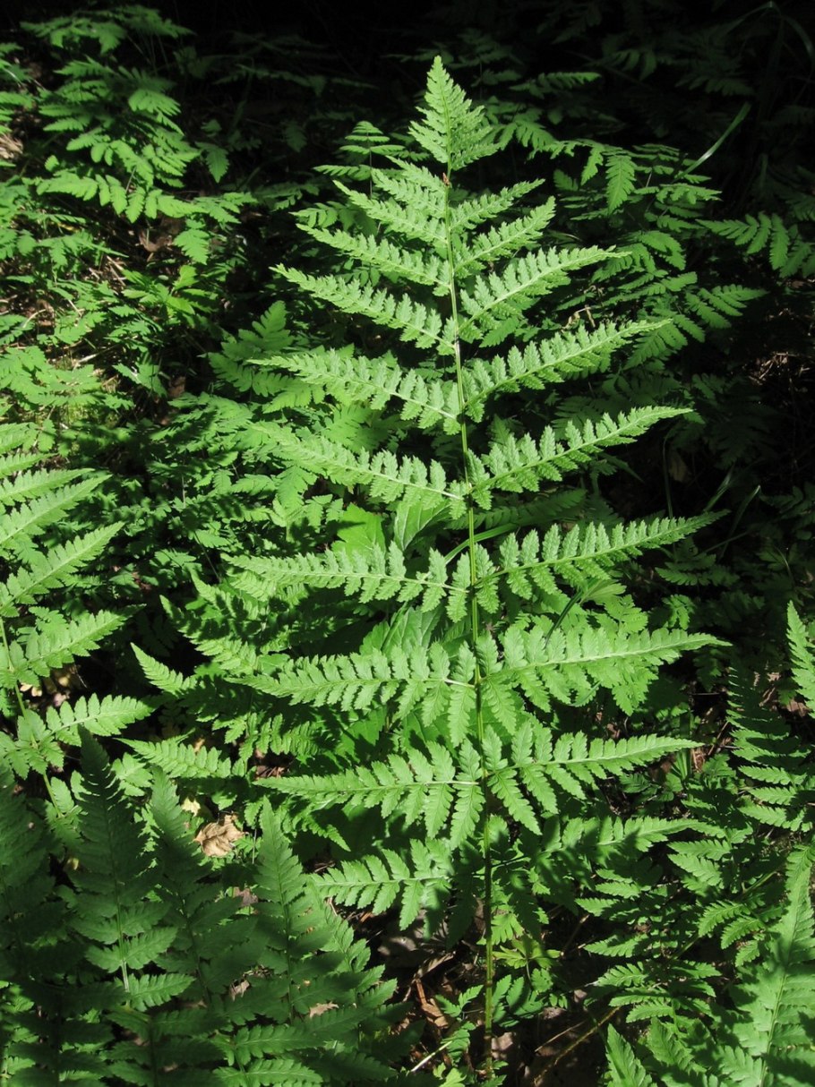 Папоротник (Щитовник пахучий