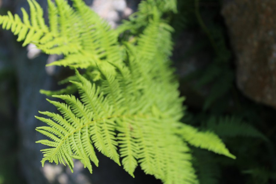 Щитовник dryopteris мужской filix-mas “barnesii”