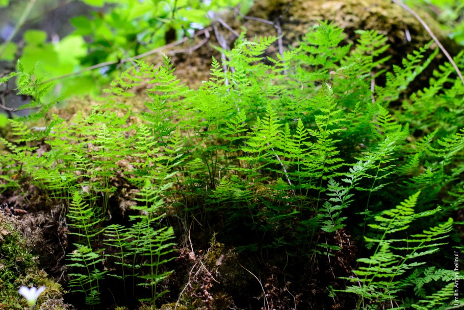 Щитовник китайский