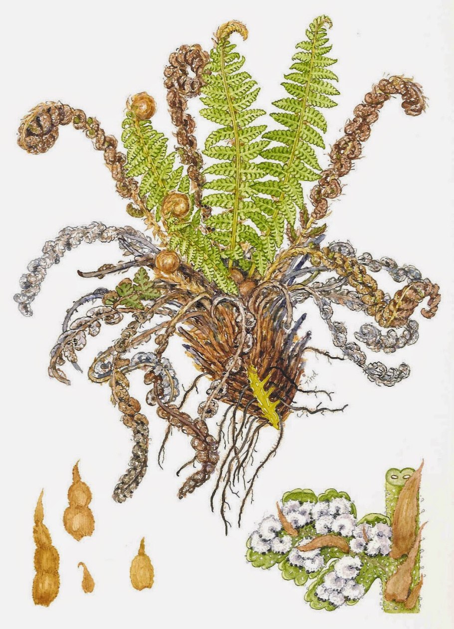 Щитовник Буша папоротник