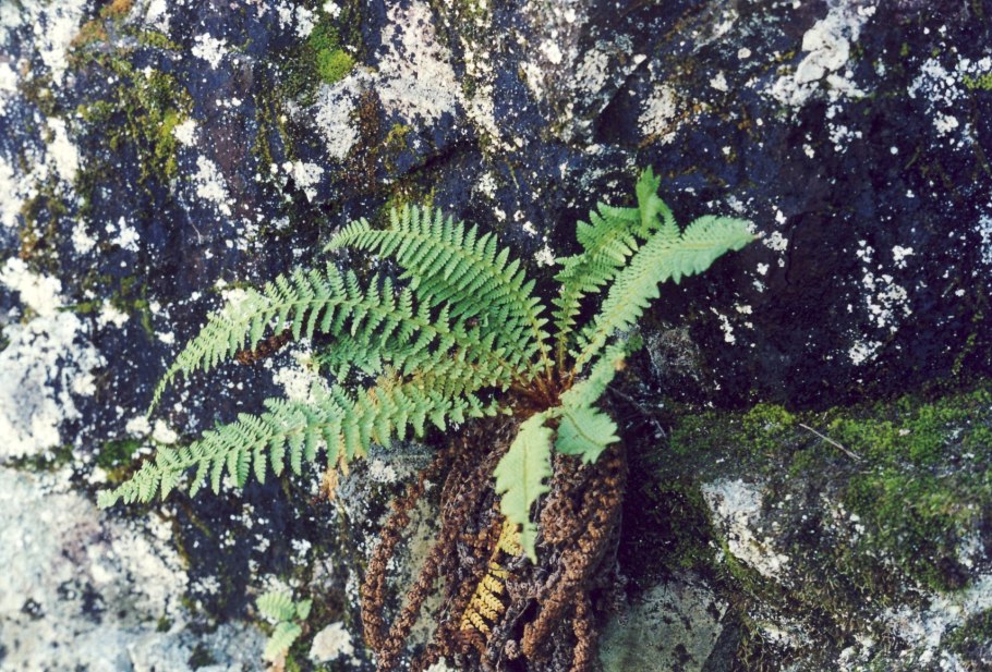 Папоротник (Щитовник пахучий