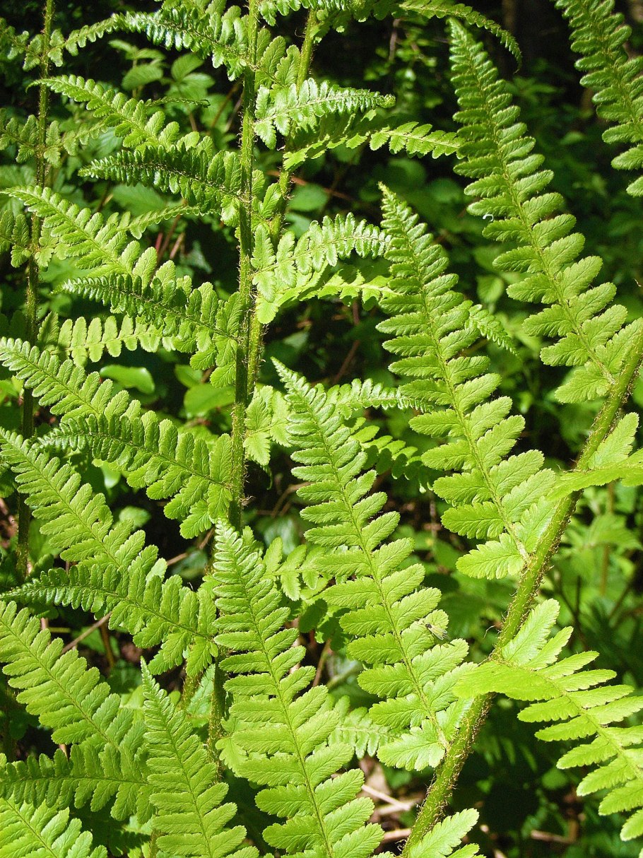 Щитовник dryopteris affinis