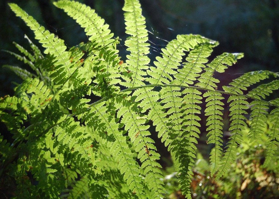 7. Щитовник мужской (dryopteris filix-mas)