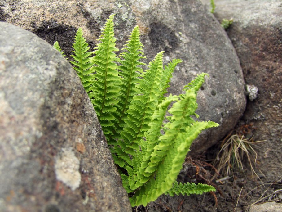 Щитовник пахучий dryopteris fragrans