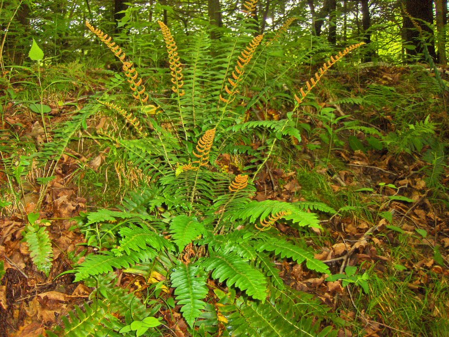 Папоротник Thelypteris