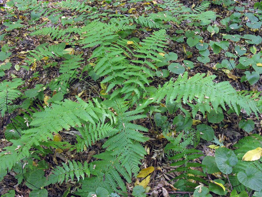 Athyrium otophorum