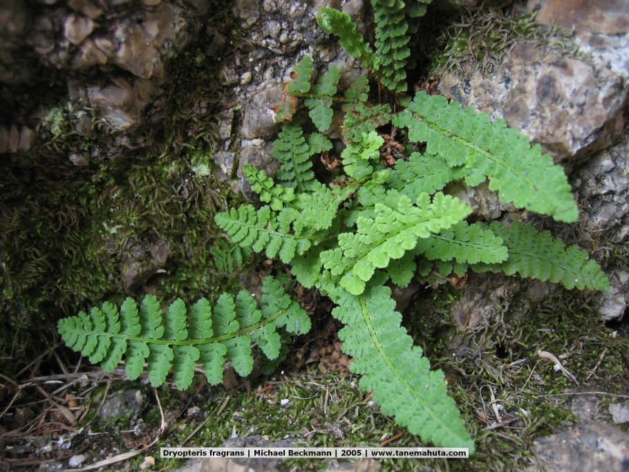 Dryopteris fragrans