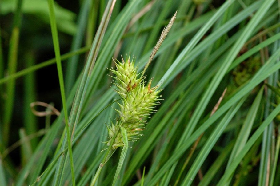 Осока метельчатая Carex paniculata