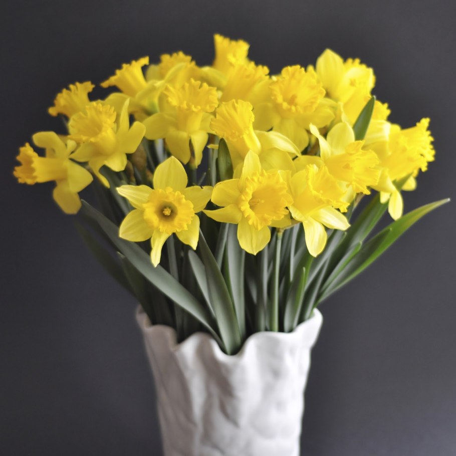 Нарцисс Флауэр дрифт