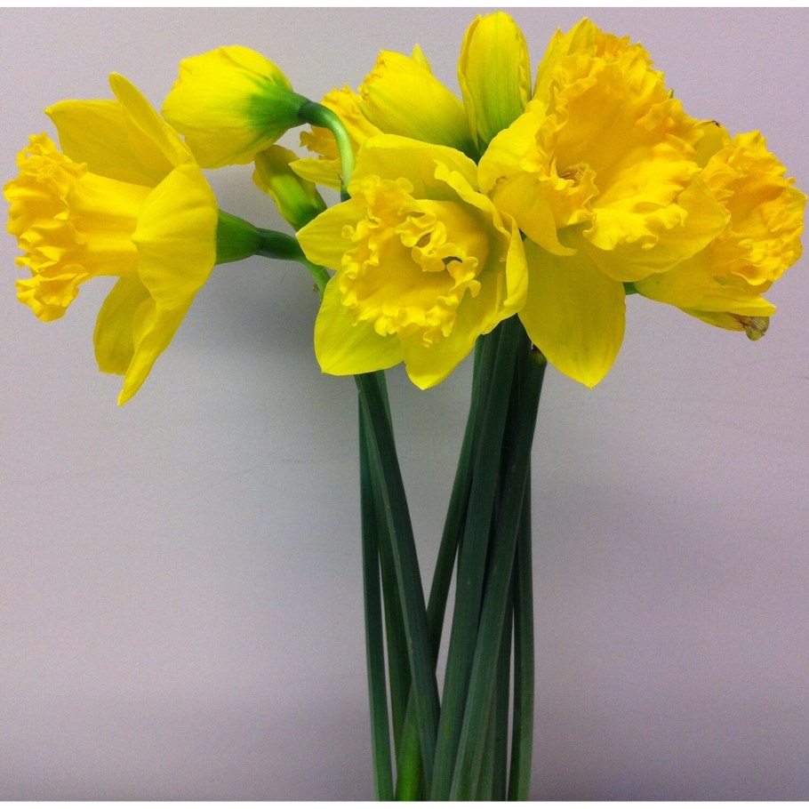 Фрезия нарциссы