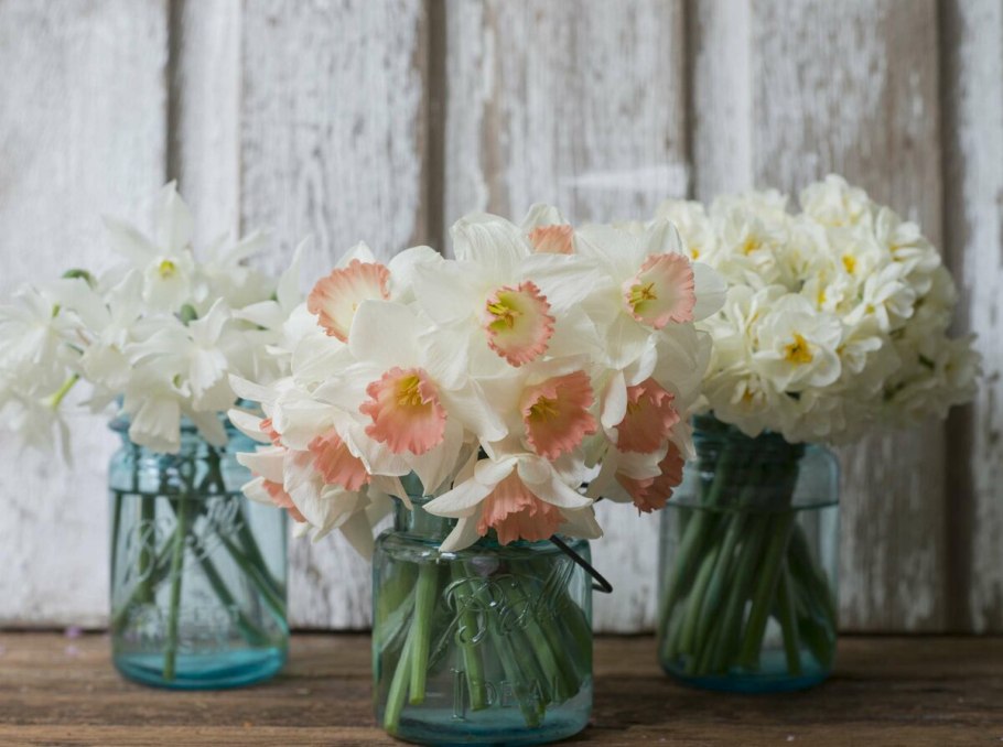 Нарциссы букет