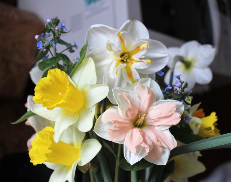 Желтые нарциссы букет