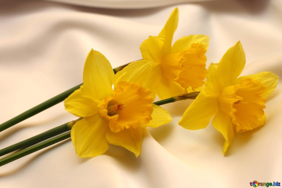 Букет белых нарциссов