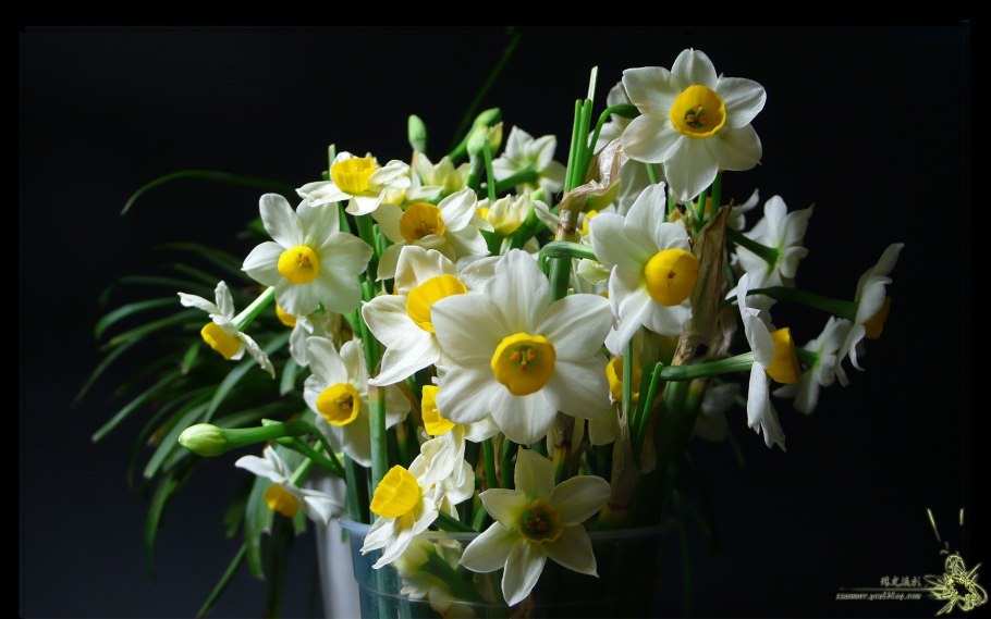 Желтые нарциссы букет