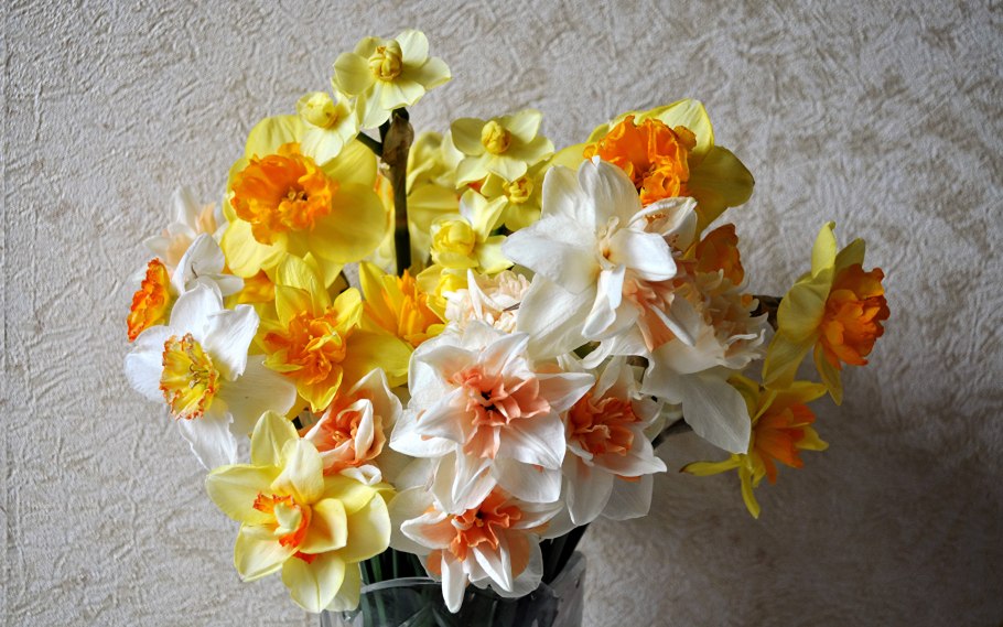 Нарциссы букет