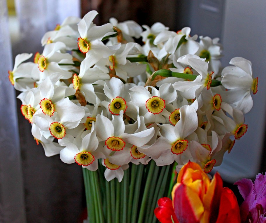 Нарциссы букет