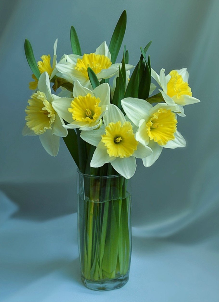 Нарцисс летний Бриз