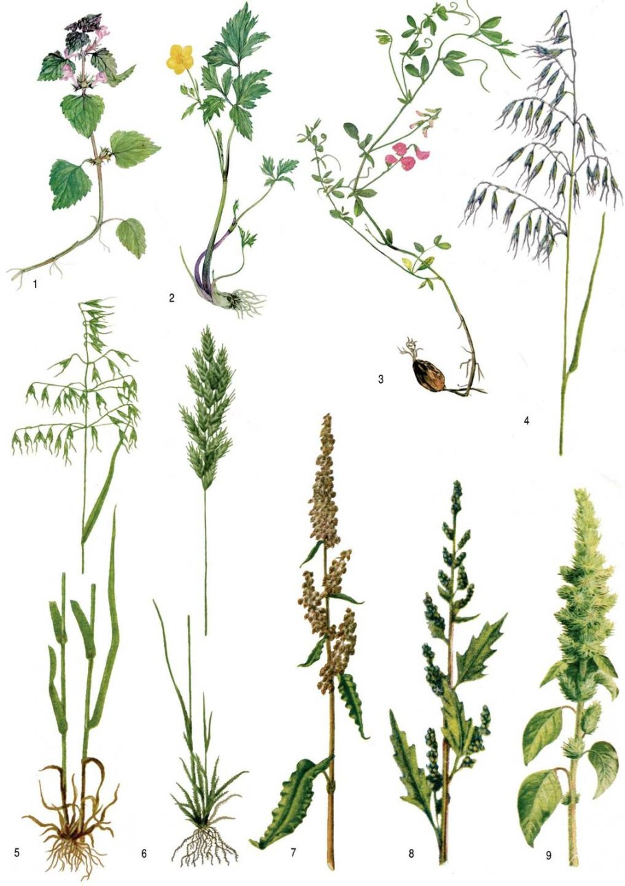 Овес посевной (Avena Sativa)