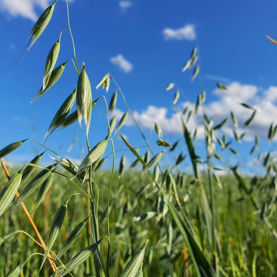 Овсяное поле поле