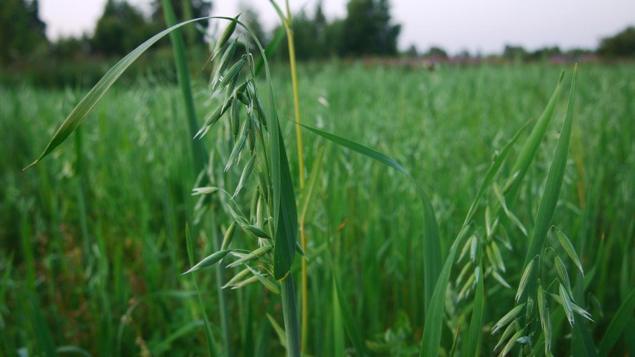 Наталья овсяница и Адриян осенний 8 сентября