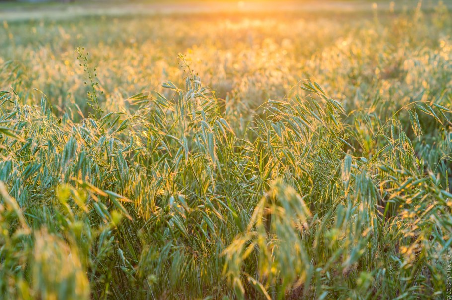 Овесное поле