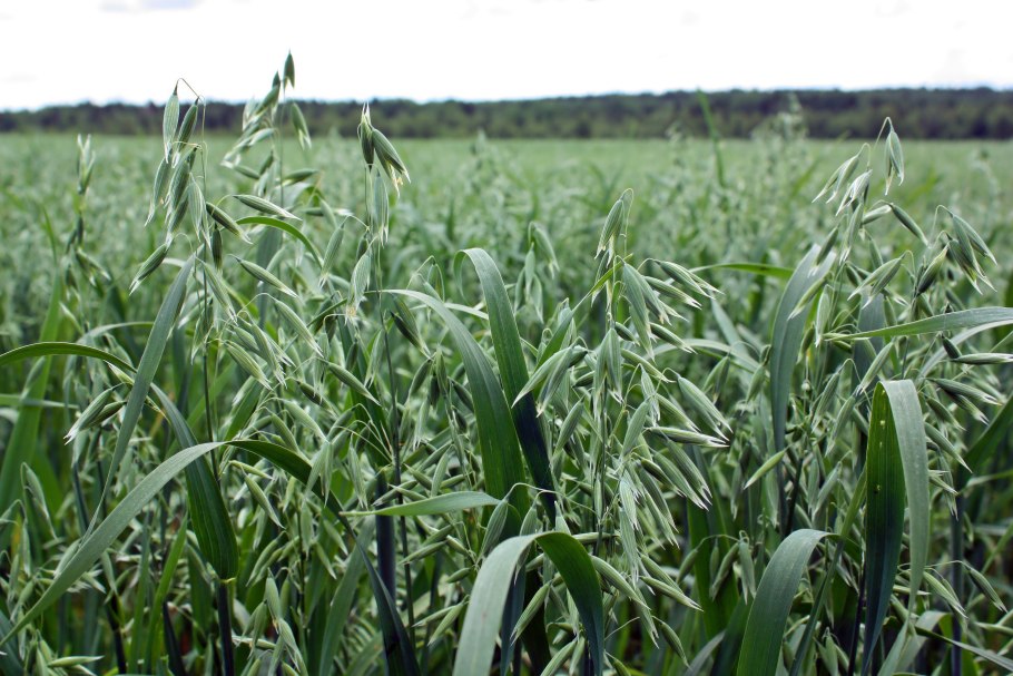 Солома овса